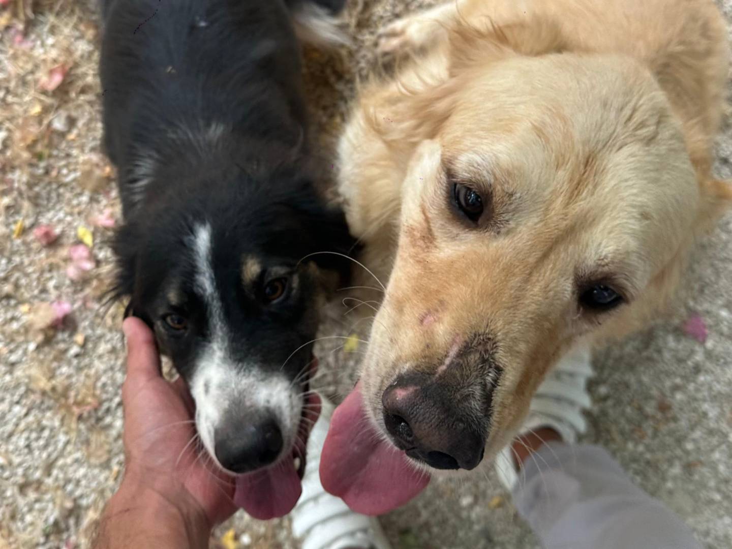 Adotta il cane Casper a Milano