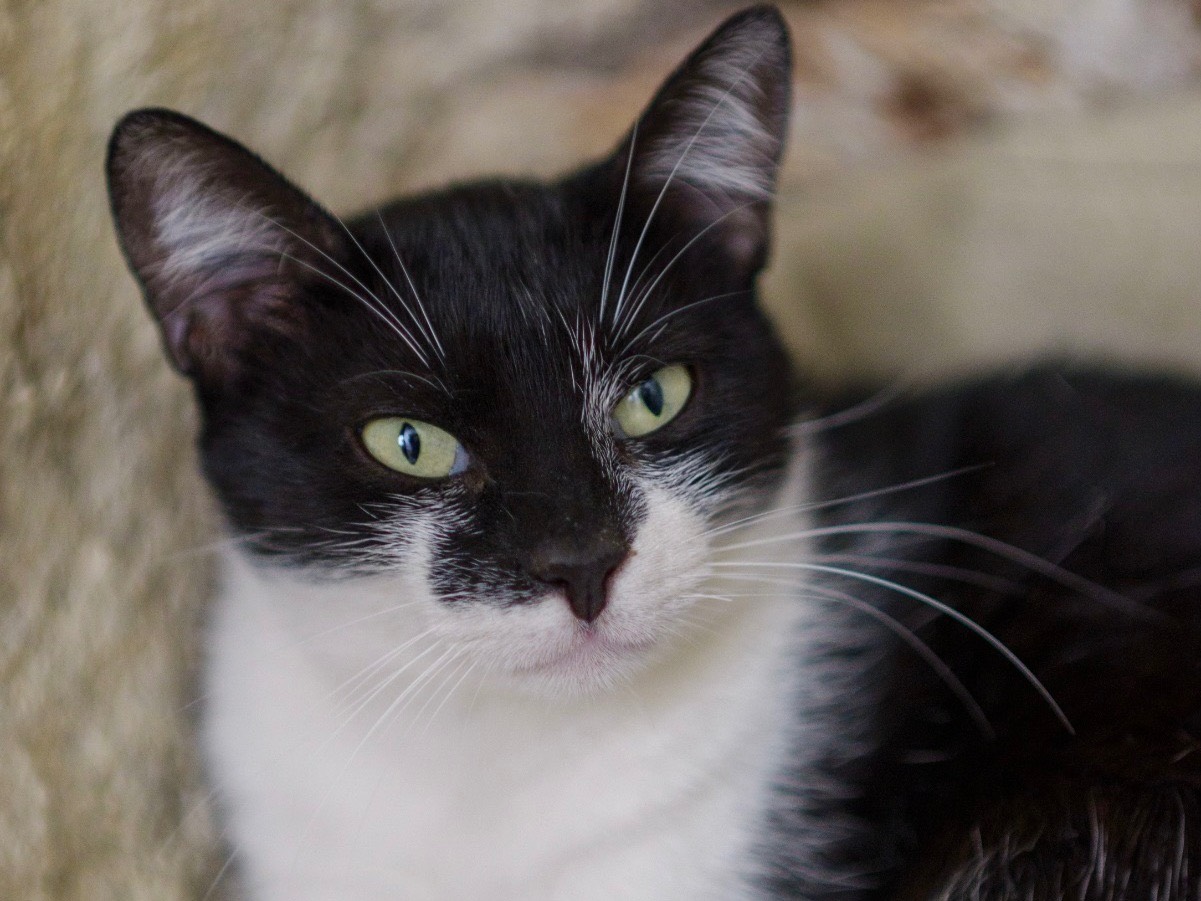 Adozione gatto, femmina, Razza sconosciuta Razza sconosciuta, 3 anni e 6 mesi, taglia non valida, Bari
