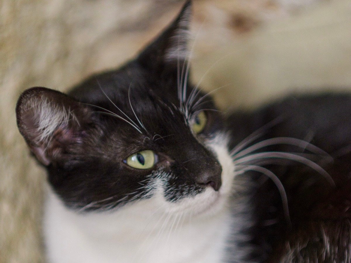 Adotta un gatto, femmina, 3 anni e 6 mesi, Bari