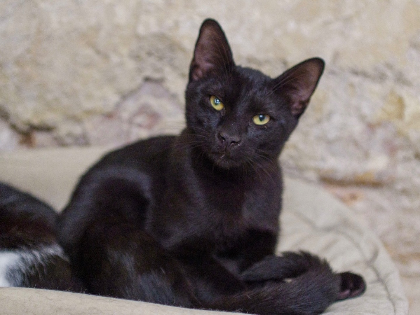 Adozione gatto, maschio, Razza sconosciuta Razza sconosciuta, 7 mesi, taglia non valida, Bari