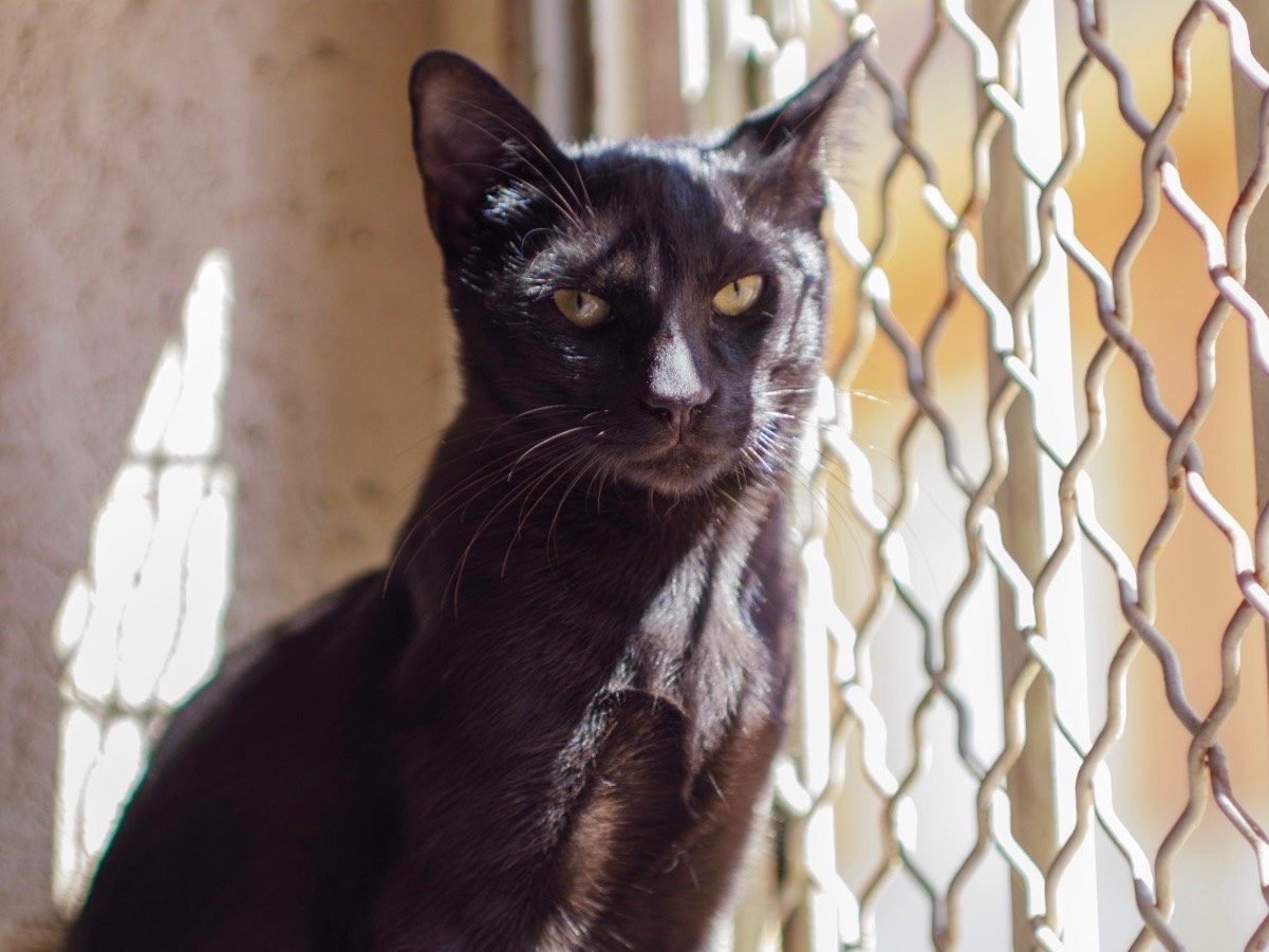 Adotta un gatto, maschio, 7 mesi, Bari