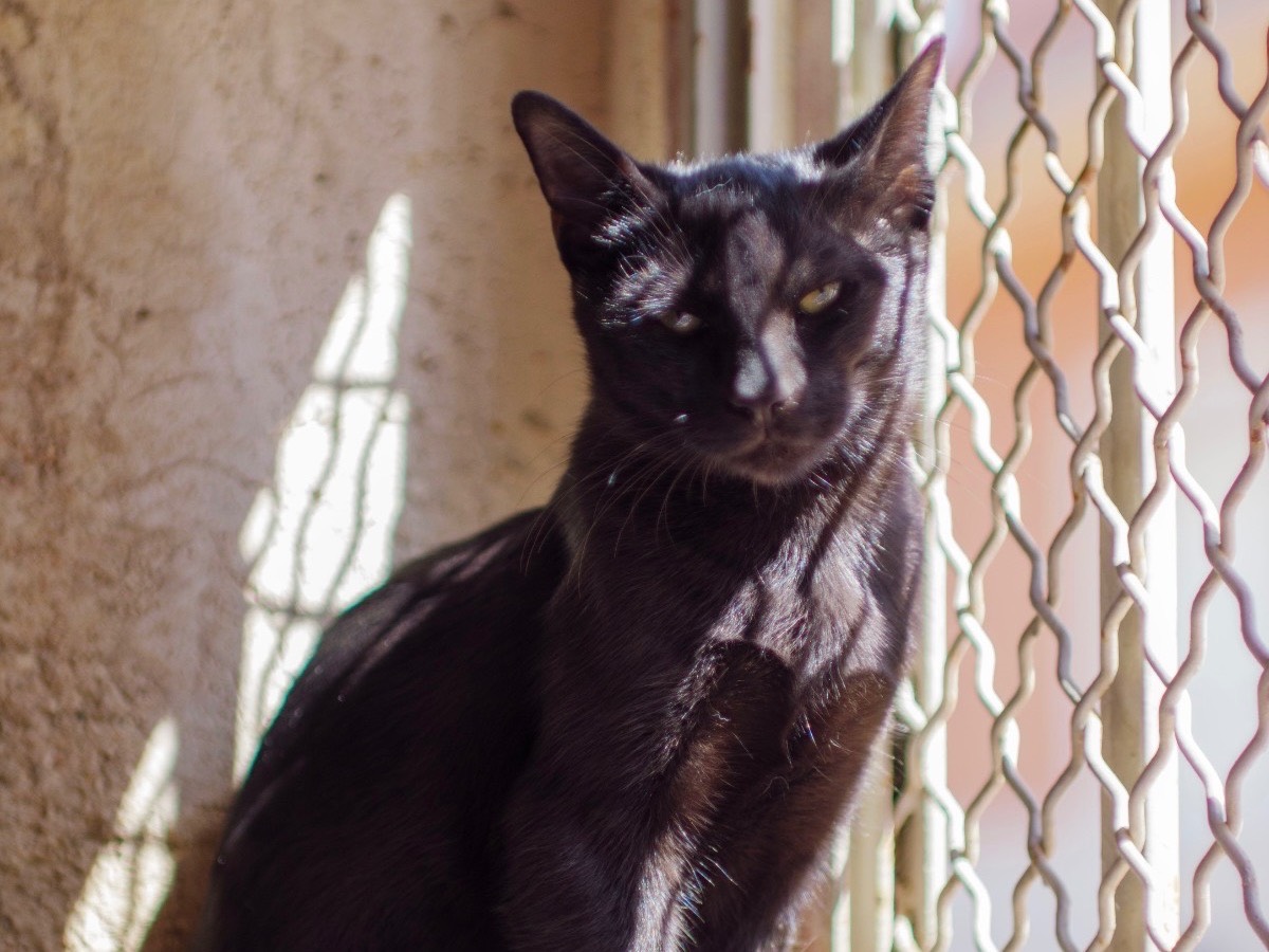 Adotta un gatto, taglia non valida, maschio, Bari