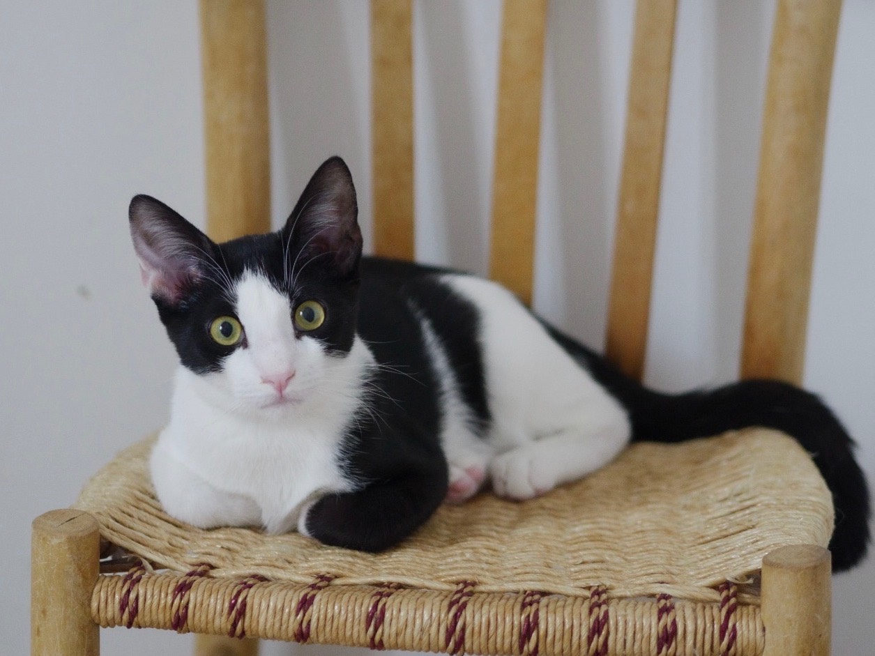 Adozione gatto, maschio, Razza sconosciuta Razza sconosciuta, 6 mesi, taglia non valida, Bari