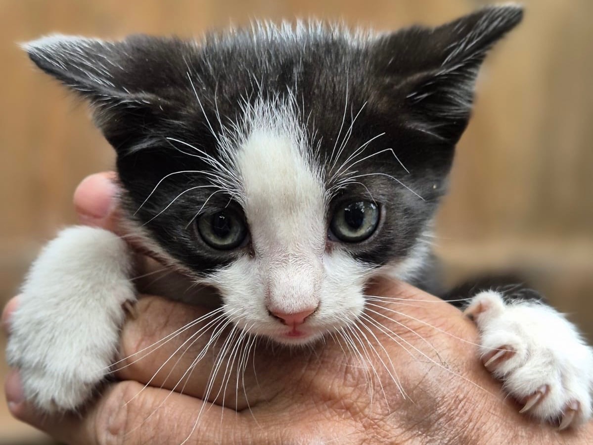 Adotta un gatto, maschio, 6 mesi, Bari