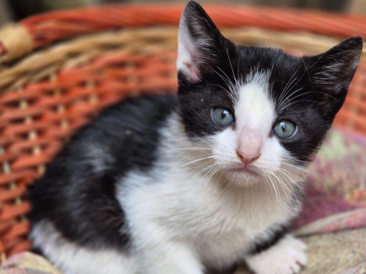 Adotta un gatto, taglia non valida, maschio, Bari