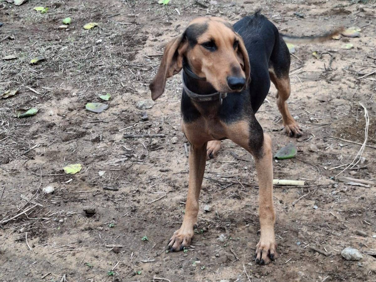 Adotta il cane Bobo a Crotone