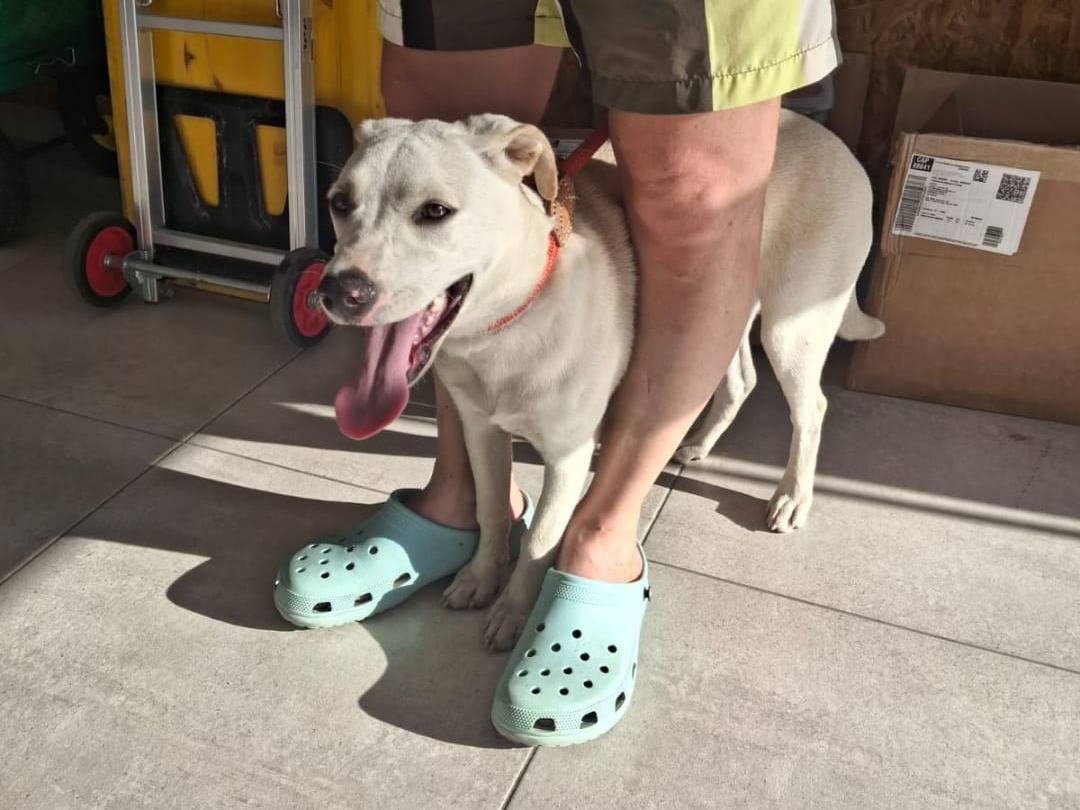 Adotta un cane, femmina, 5 mesi, Crotone