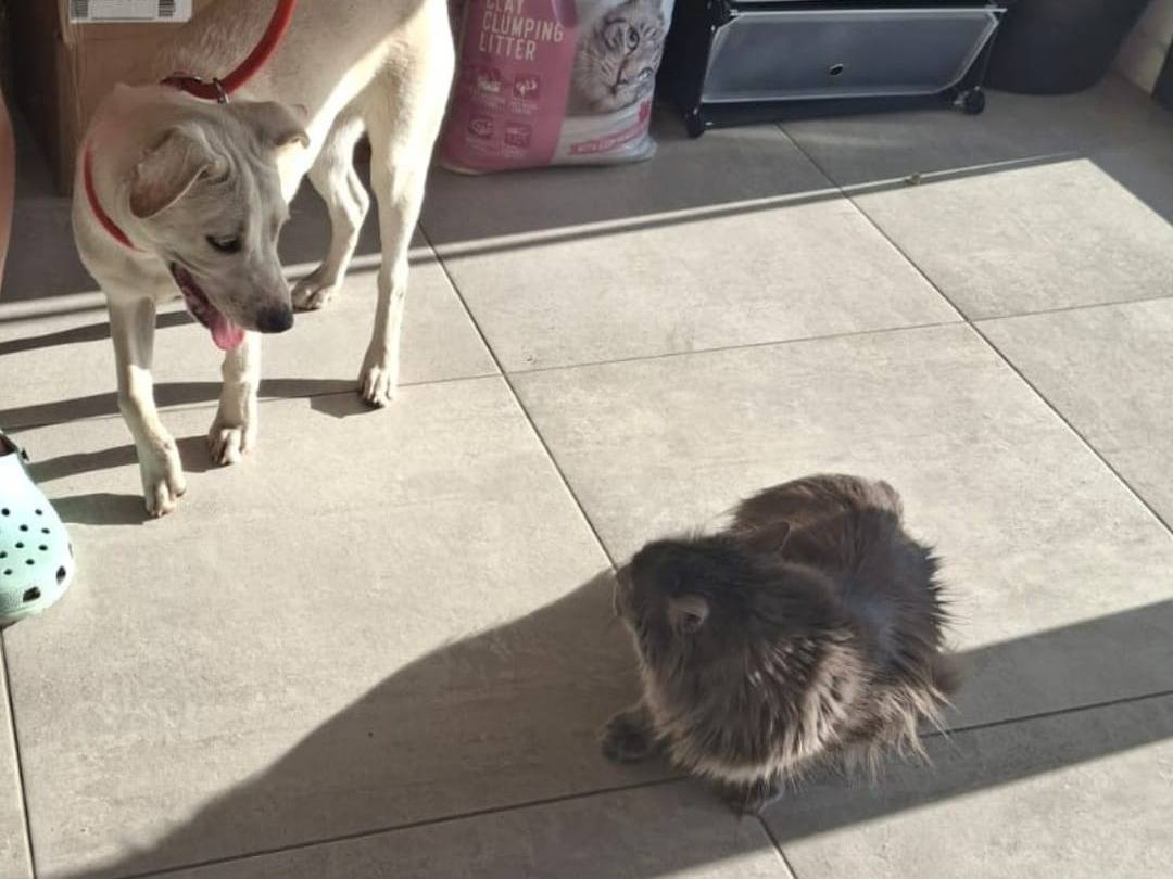 Adotta un cane, taglia media, femmina, Crotone