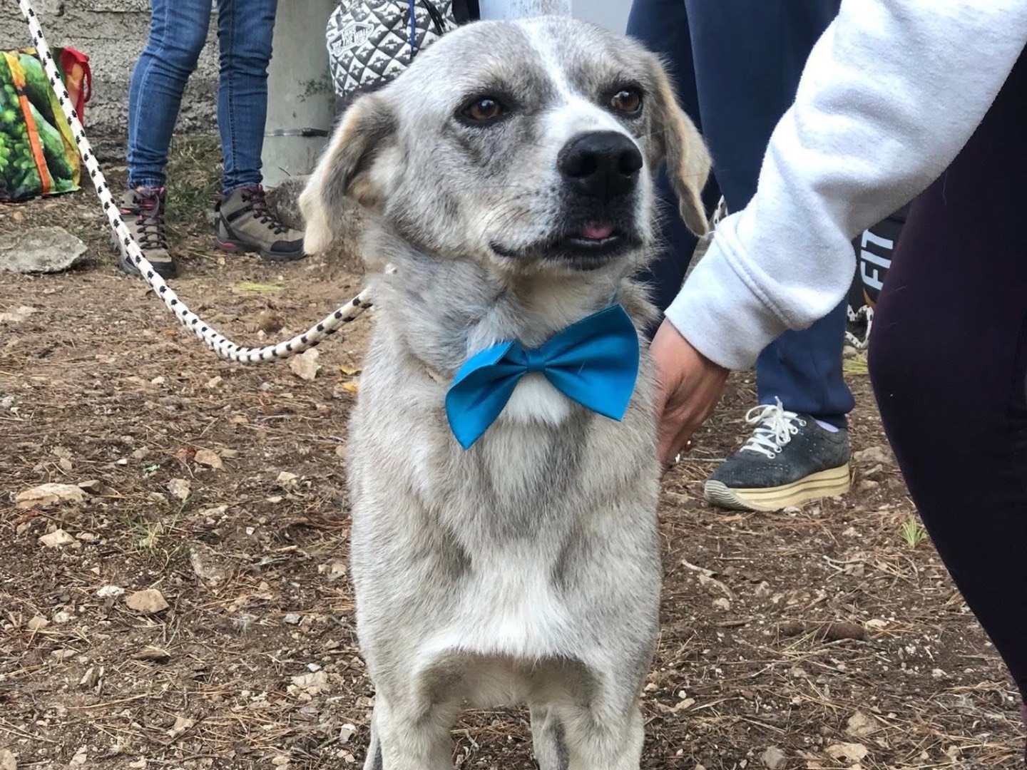 Adotta un cane, maschio, 2 anni e 7 mesi, Latina