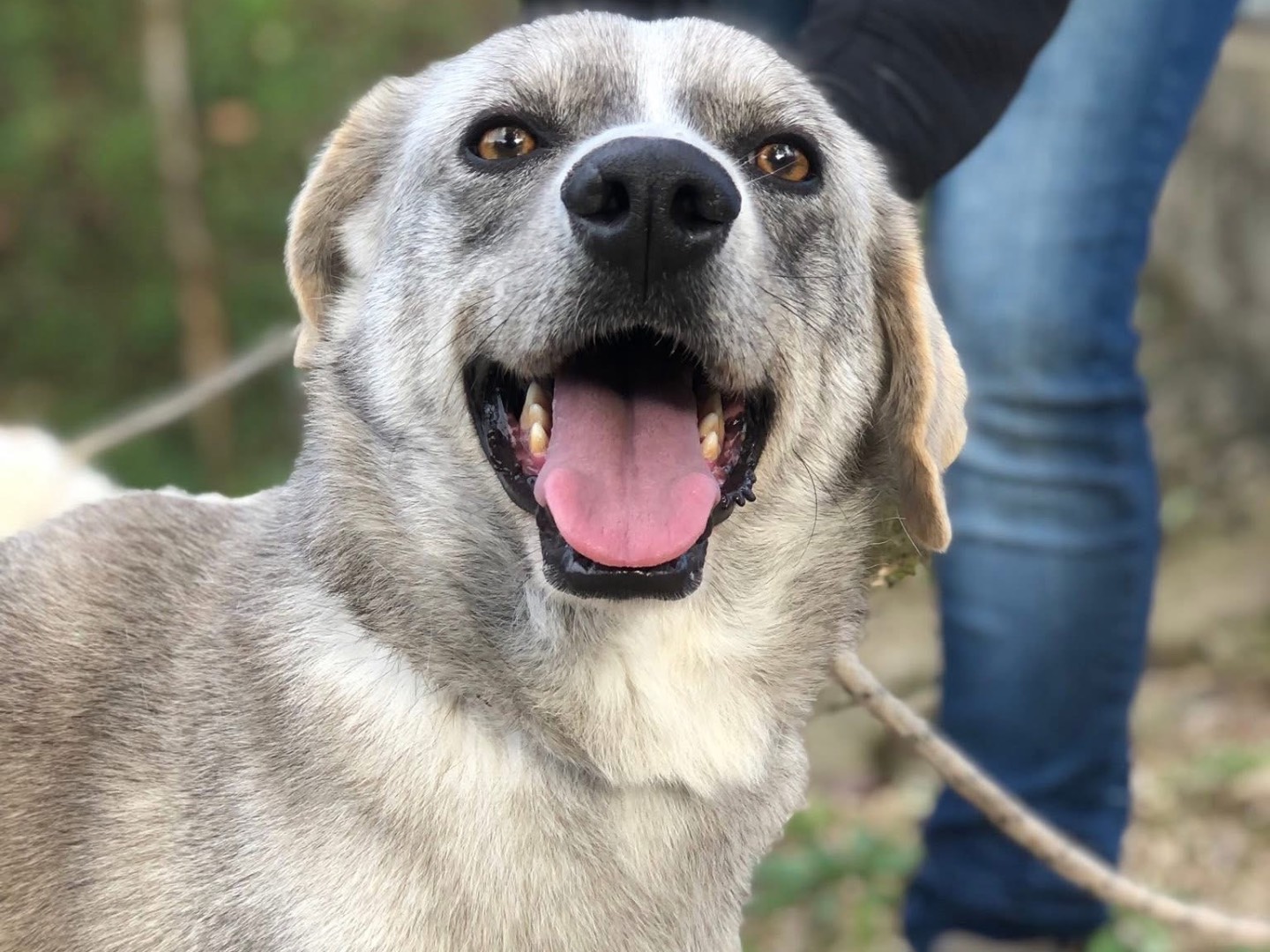 Adotta un cane, taglia media, maschio, Latina