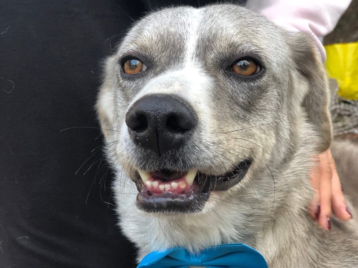 Vuoi adottare un cane a Latina?