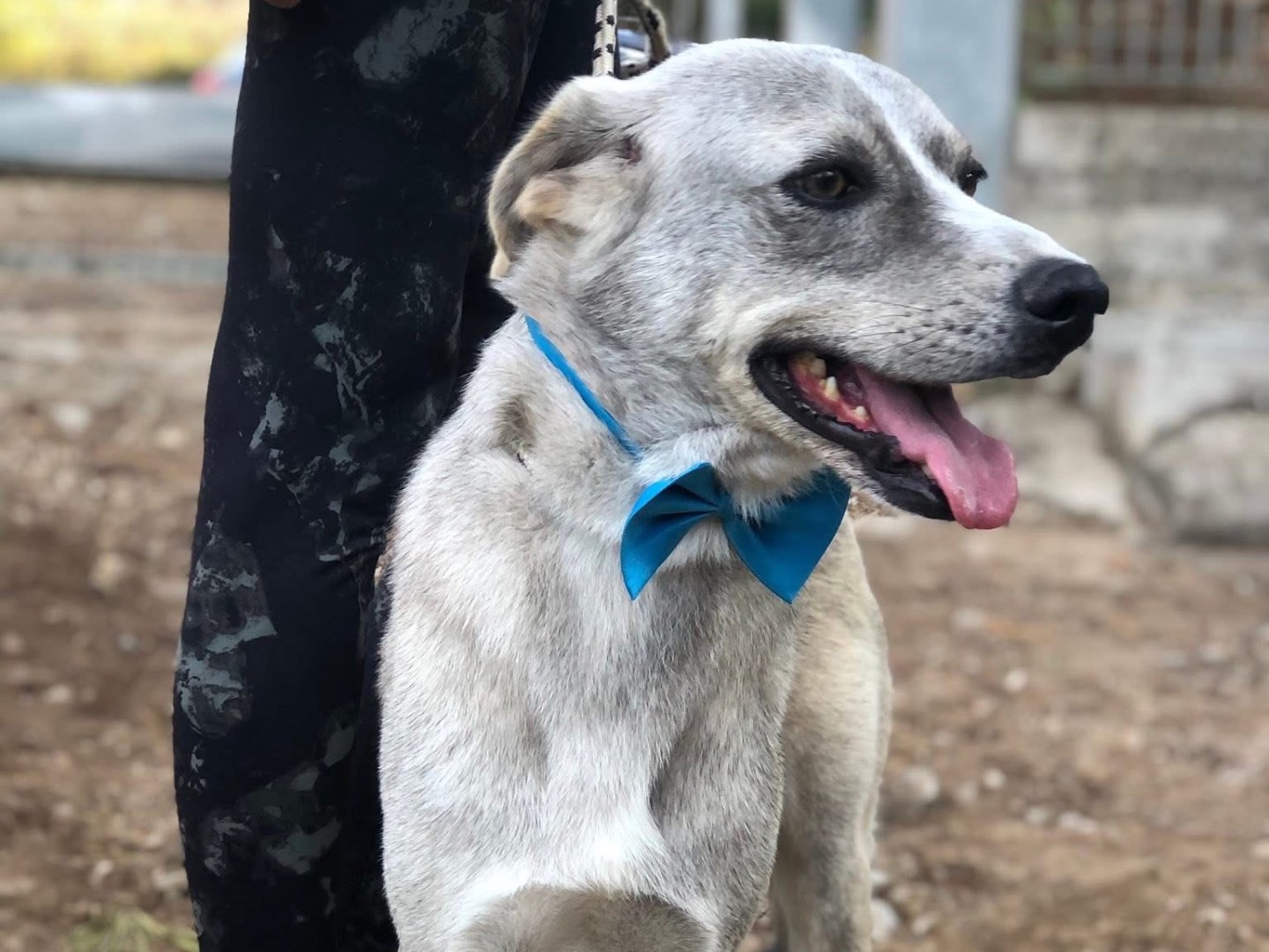 Adotta il cane Silver a Latina