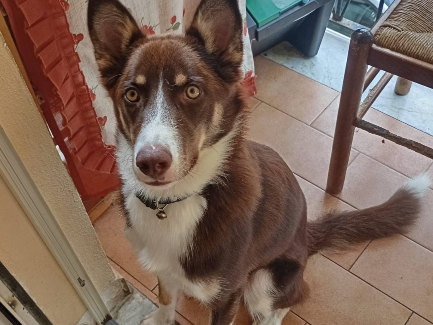 Adozione cane, maschio, Border Collie Razza sconosciuta, 1 anno, taglia media contenuta, Varese