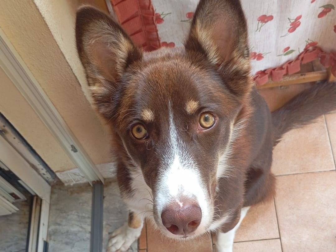 Adotta un cane, maschio, 1 anno, Varese