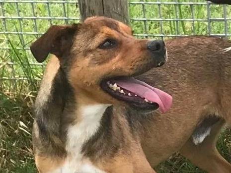 Adozione cane, maschio, Razza sconosciuta Razza sconosciuta, 4 anni e 3 mesi, taglia media contenuta, Latina