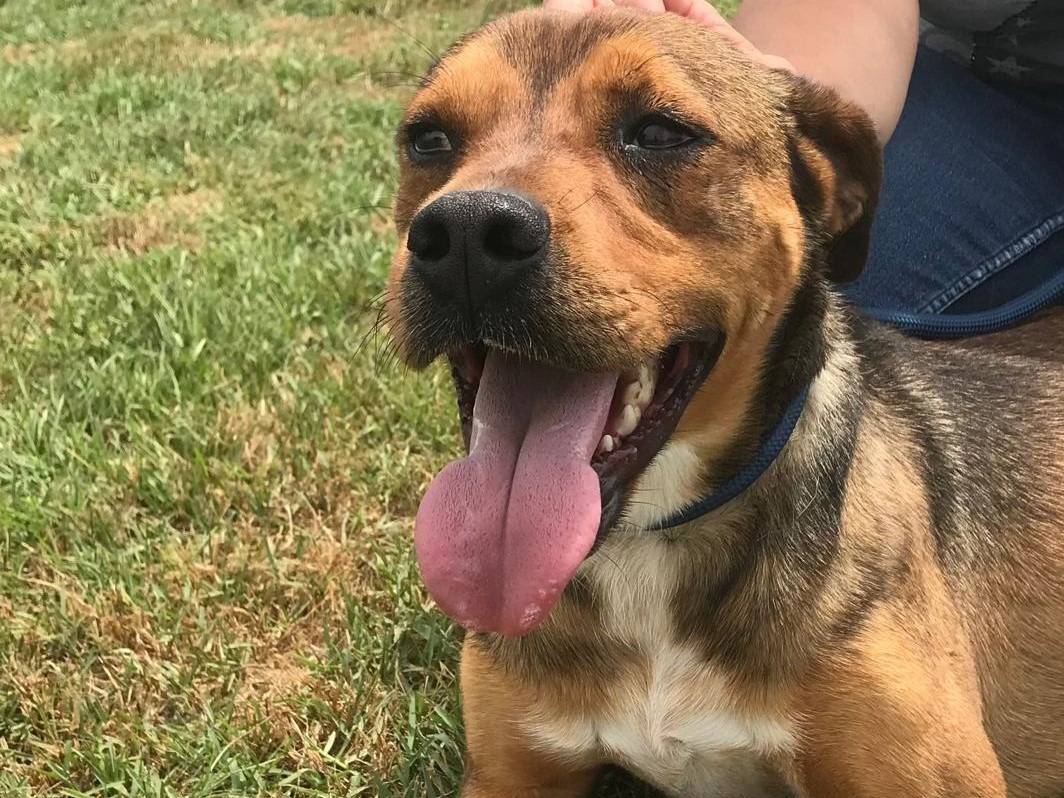 Adotta un cane, maschio, 4 anni e 3 mesi, Latina