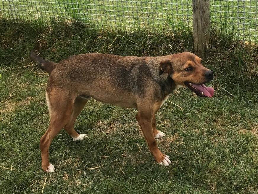 Adotta un cane, taglia media contenuta, maschio, Latina