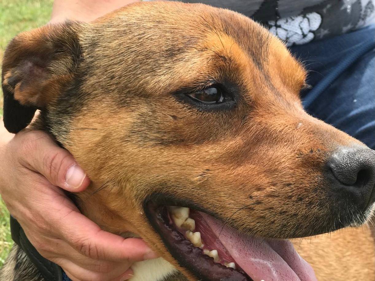 Vuoi adottare un cane a Latina?
