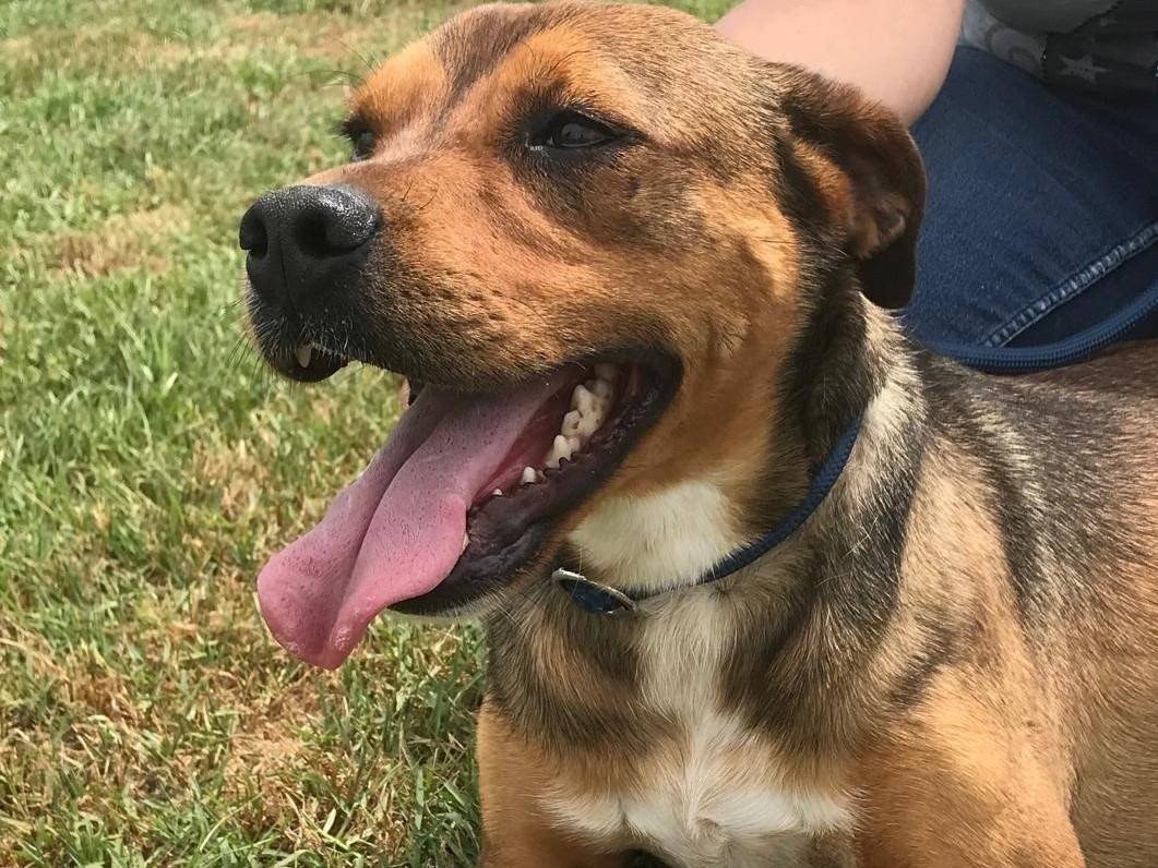 Adotta il cane Mango a Latina