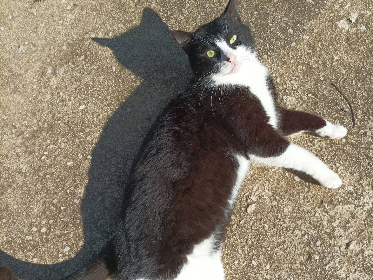 Adozione gatto, maschio, Razza sconosciuta Razza sconosciuta, 2 anni e 8 mesi, taglia non valida, Palermo