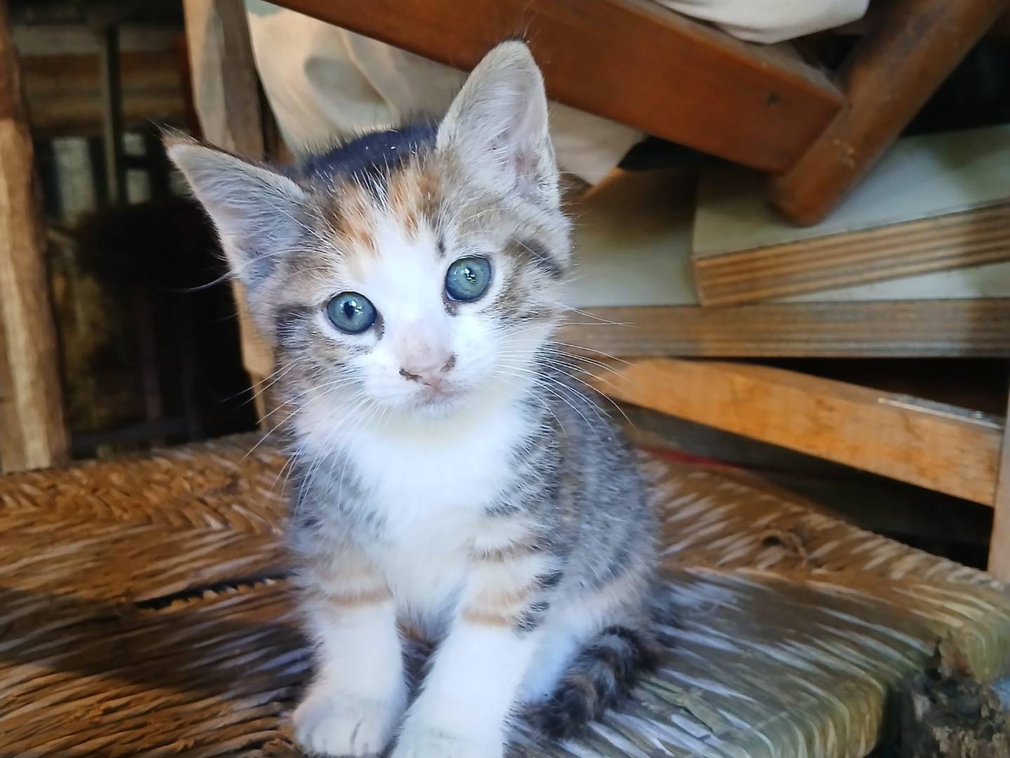 Adozione gatto, femmina, Razza sconosciuta Razza sconosciuta, 2 mesi, taglia non valida, Frosinone