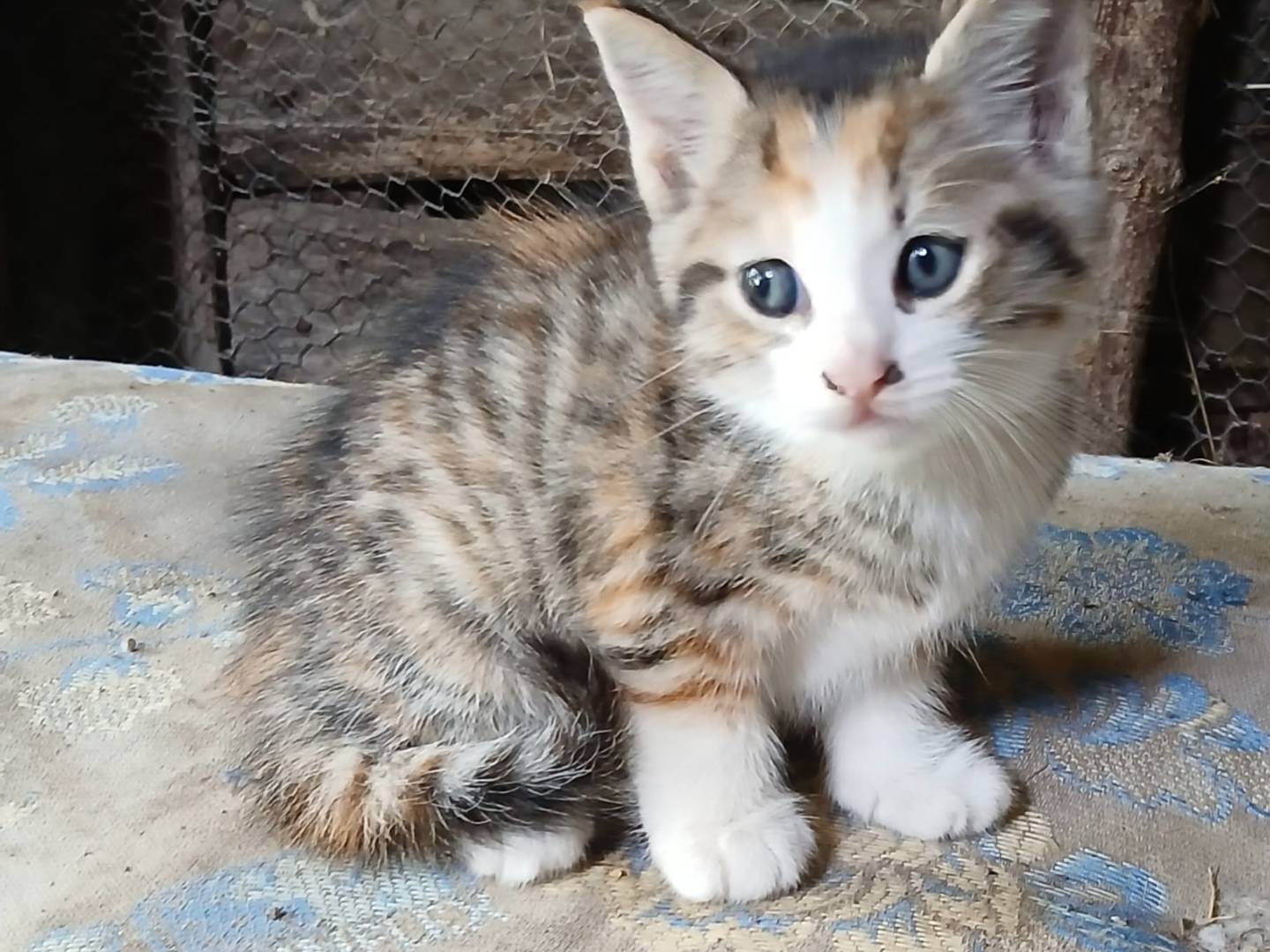 Adotta un gatto, femmina, 2 mesi, Frosinone