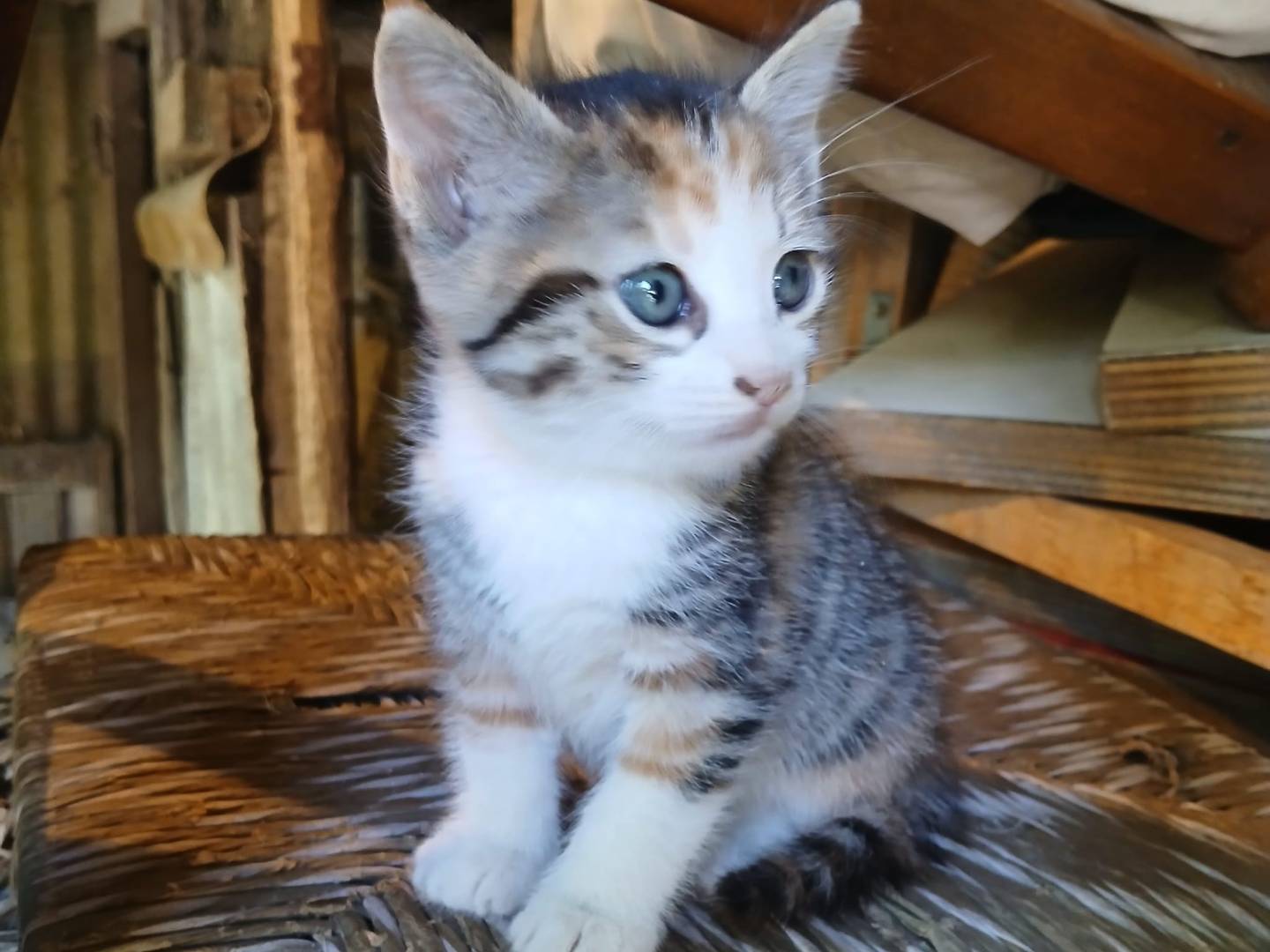 Adotta un gatto, taglia non valida, femmina, Frosinone
