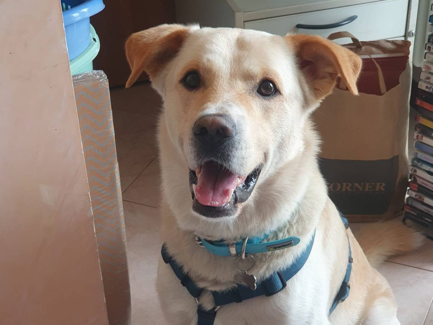 Adozione cane, maschio, Razza sconosciuta Razza sconosciuta, 5 anni, taglia grande, Crotone