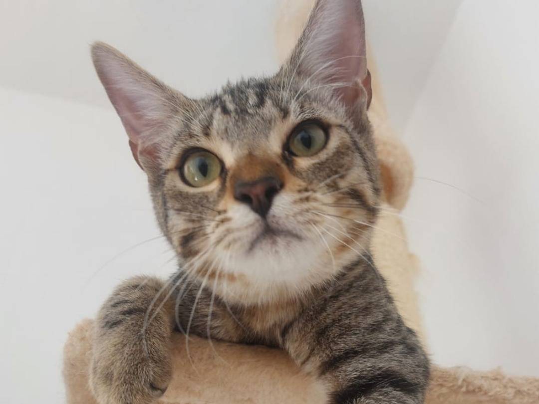 Adozione gatto, maschio, Razza sconosciuta Razza sconosciuta, 7 mesi, taglia non valida, Bologna