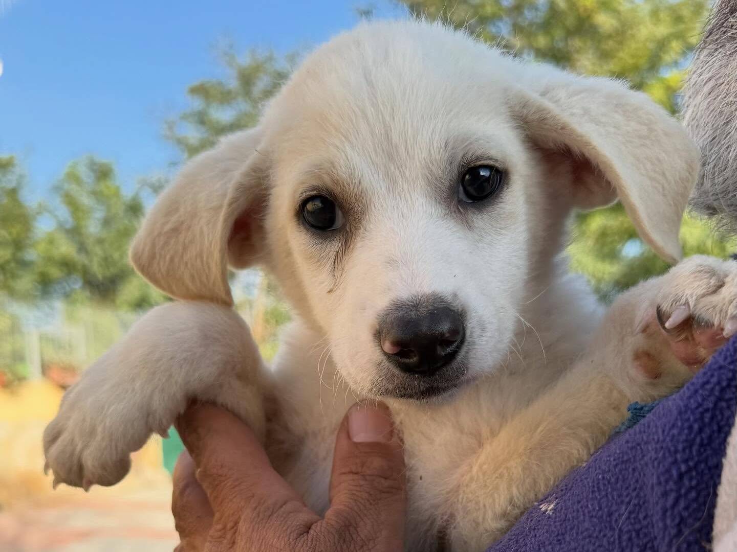 Adozione cane, maschio, Razza sconosciuta Razza sconosciuta, 3 mesi, taglia media contenuta, Matera