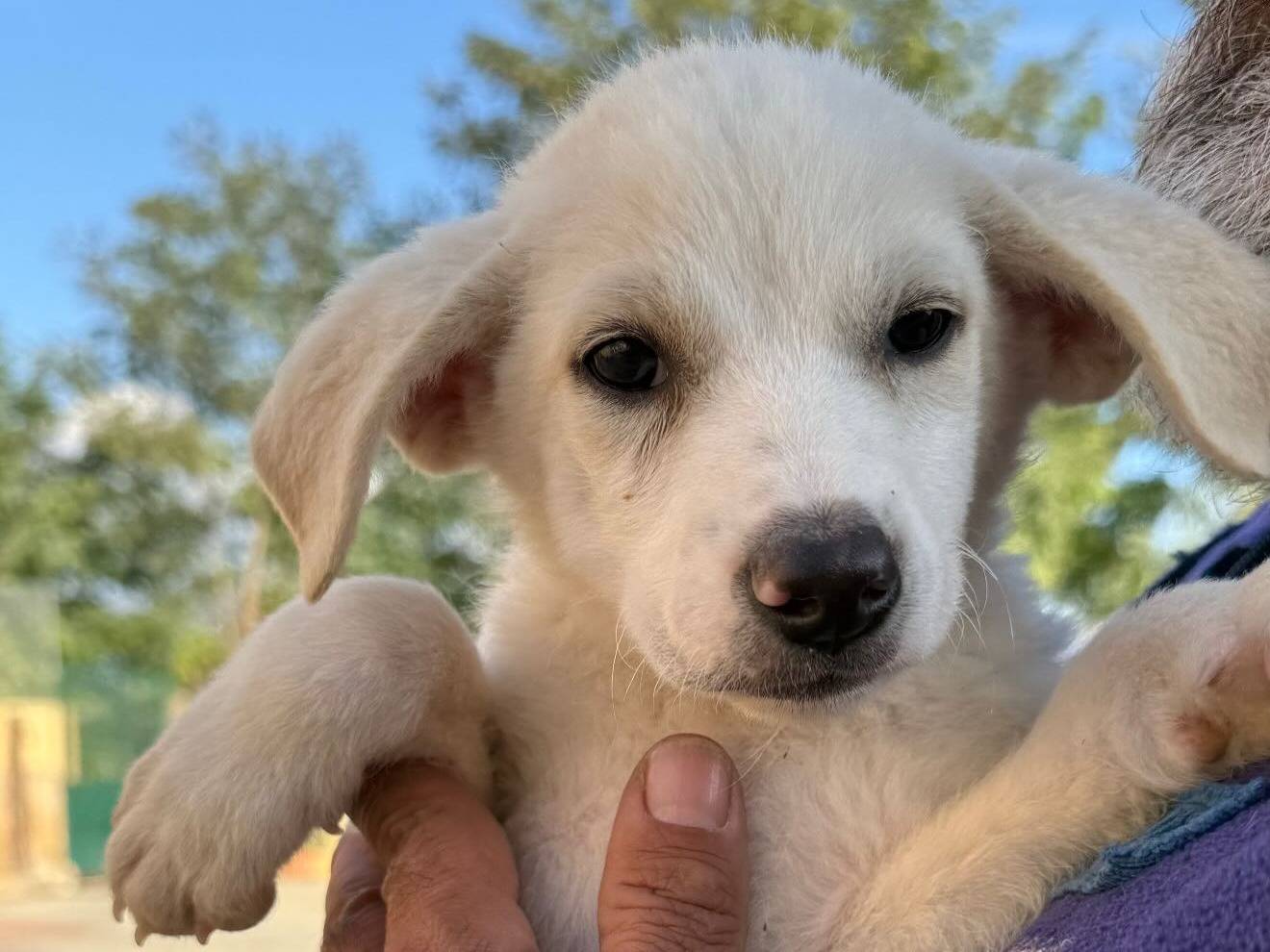 Adotta un cane, maschio, 3 mesi, Matera