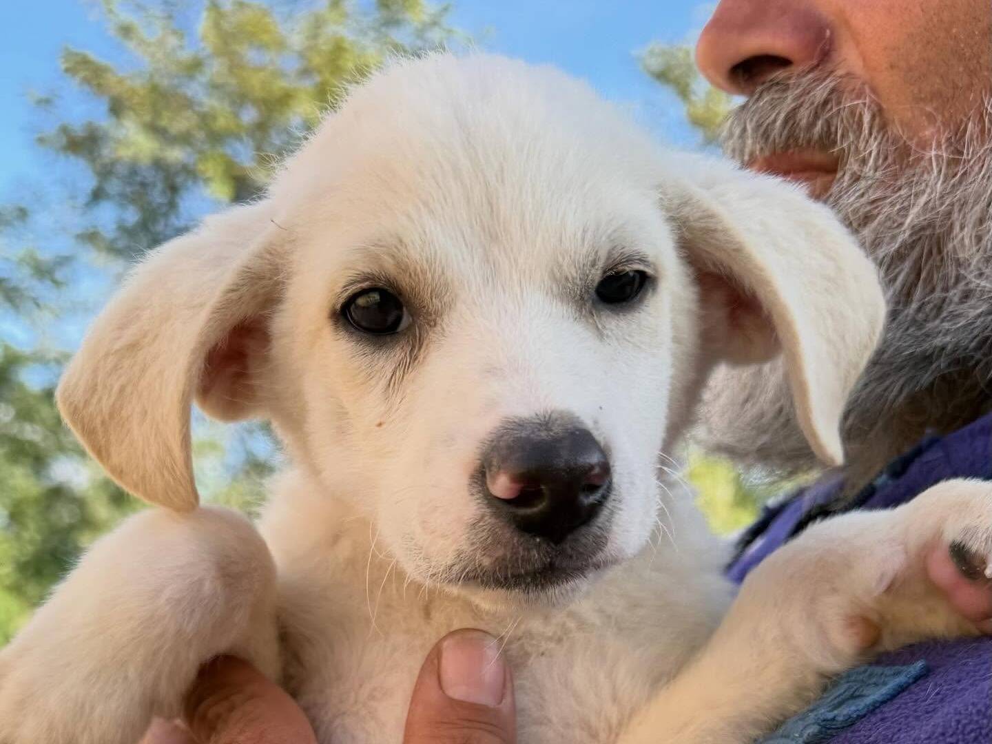 Adotta un cane, taglia media contenuta, maschio, Matera