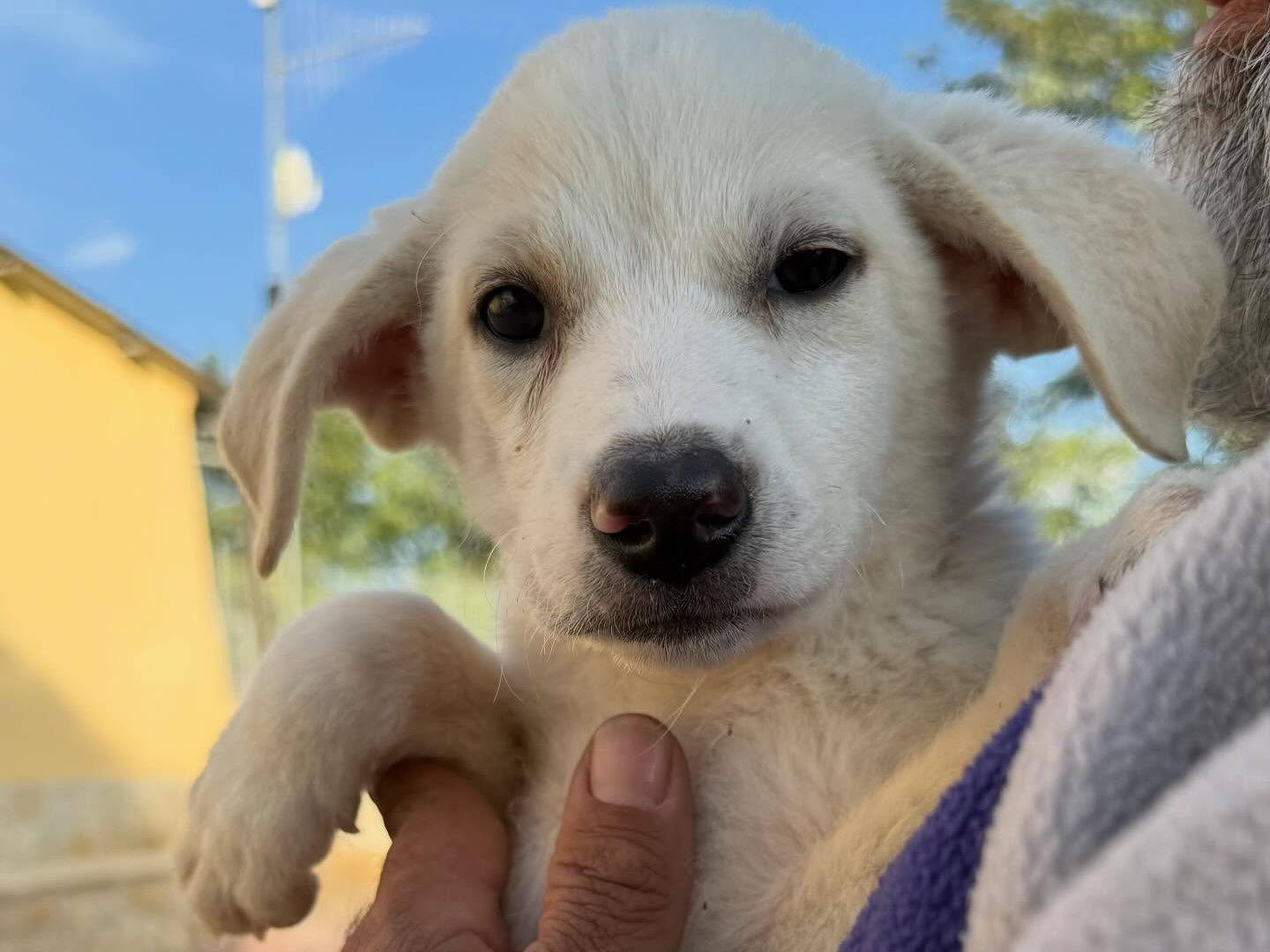 Vuoi adottare un cane a Matera?