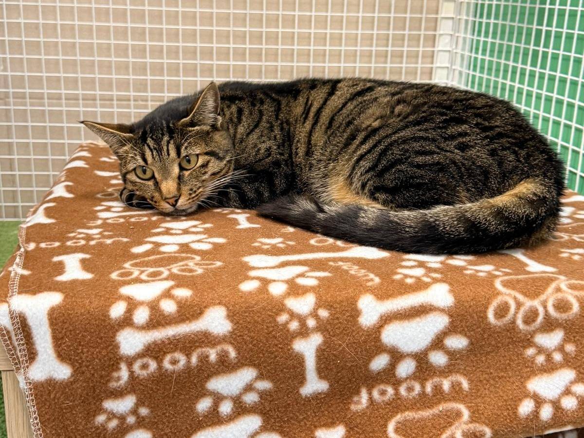 Adozione gatto, femmina, Razza sconosciuta Razza sconosciuta, 3 anni e 6 mesi, taglia non valida, Lecco