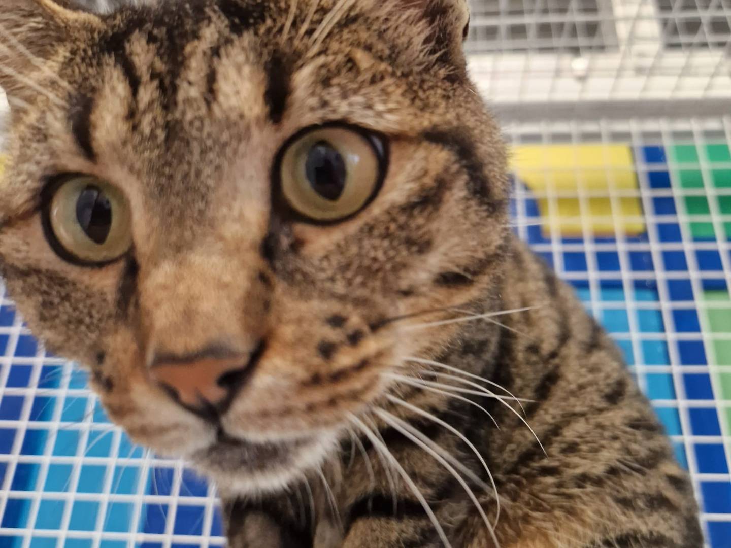 Adotta un gatto, femmina, 3 anni e 6 mesi, Lecco