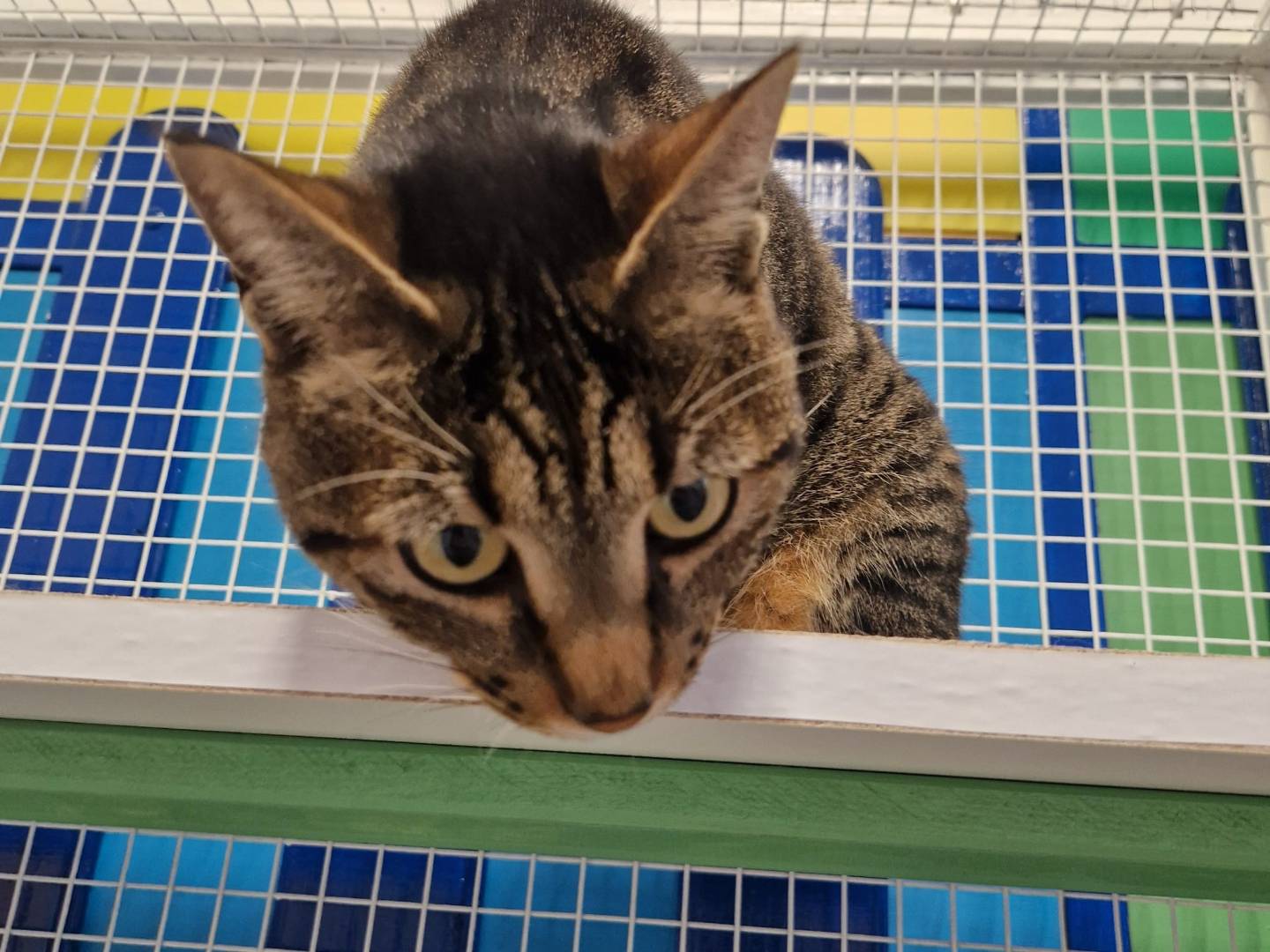 Adotta un gatto, taglia non valida, femmina, Lecco