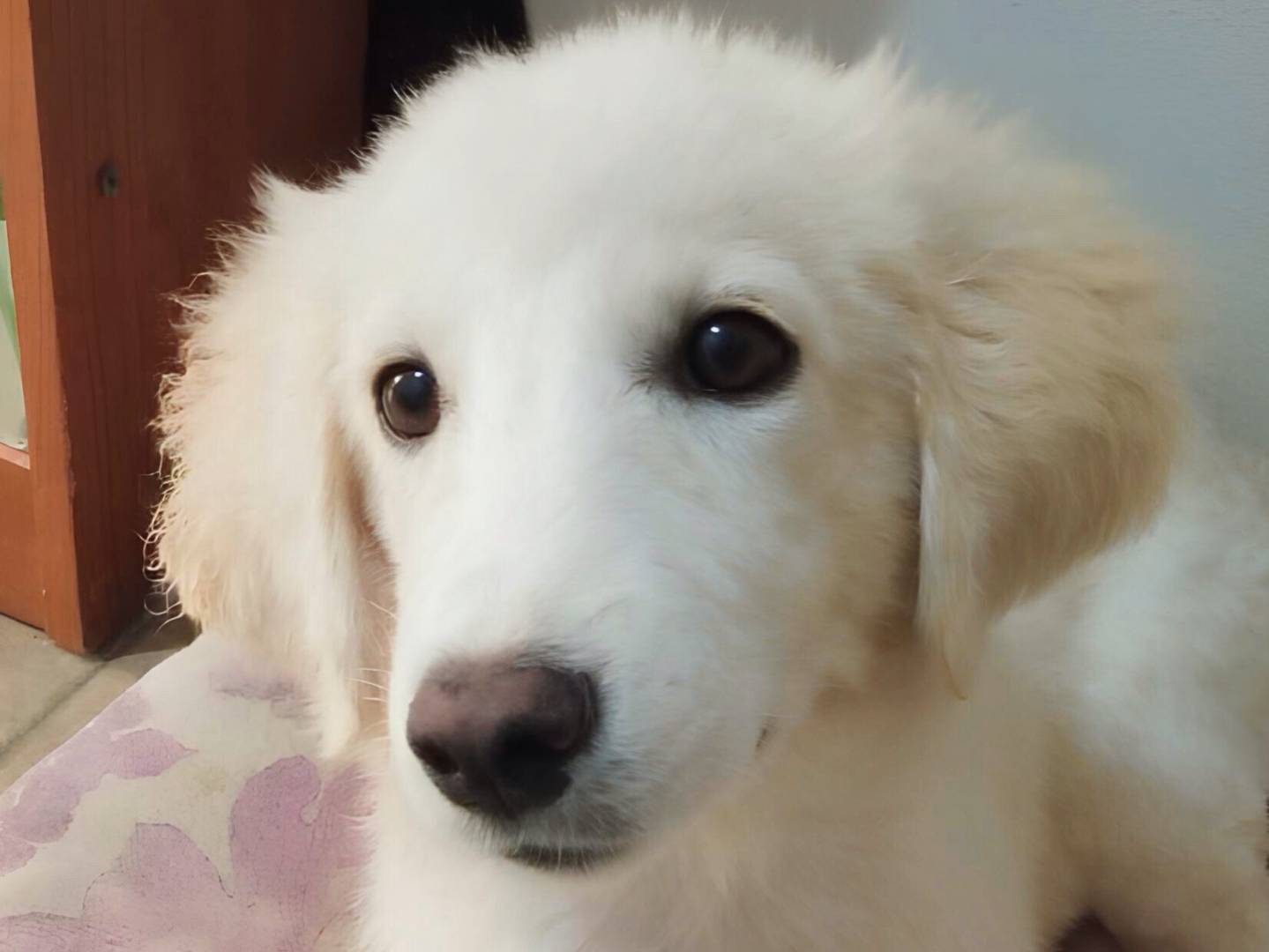 Adozione cane, maschio, Golden Retriever Labrador Retriever, 5 mesi, taglia media, Crotone