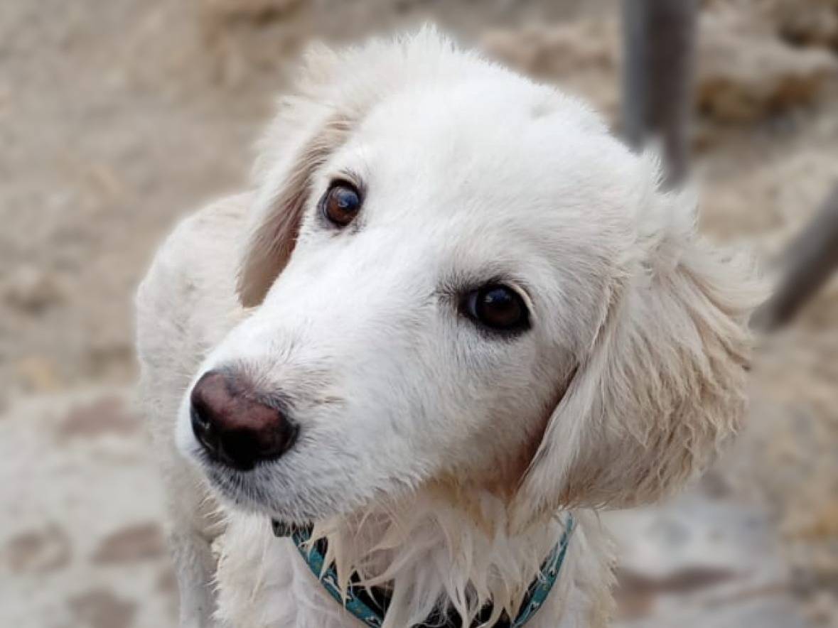 Adotta un cane, maschio, 5 mesi, Crotone