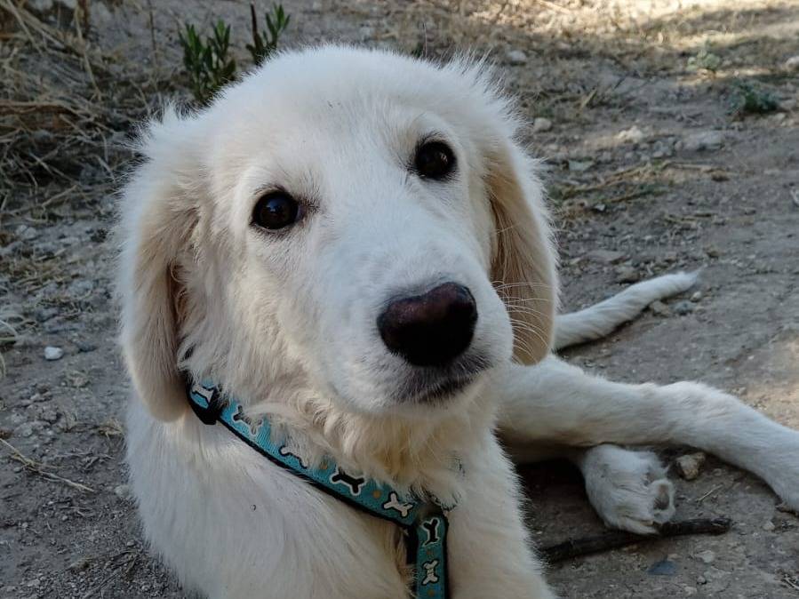 Adotta un cane, taglia media, maschio, Crotone