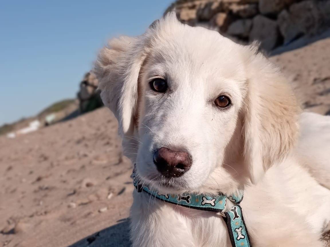 Vuoi adottare un cane a Crotone?