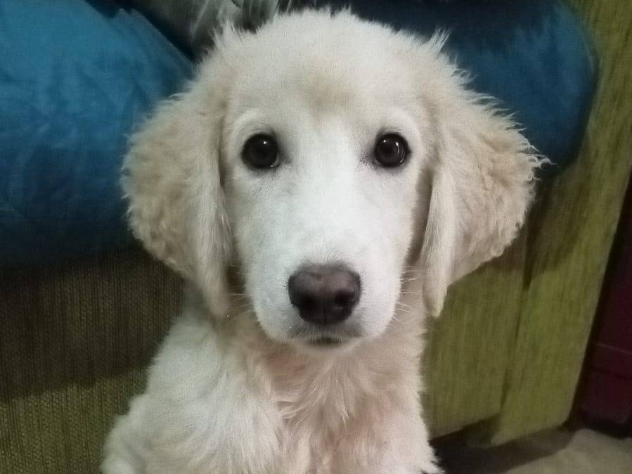 Adotta il cane Toby a Crotone