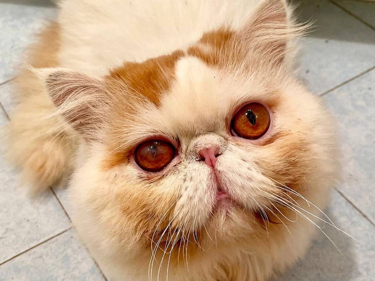 Adozione gatto, maschio, Razza sconosciuta Razza sconosciuta, 2 anni e 6 mesi, taglia non valida, Torino