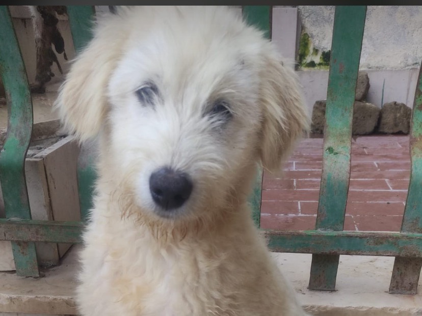 Adotta un cane, taglia media, femmina, Avellino