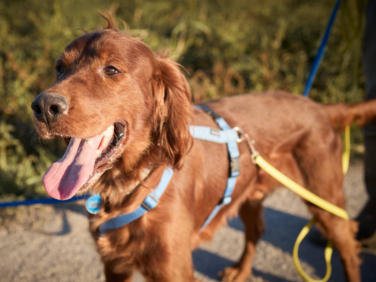 Adozione cane, maschio, Setter Inglese Razza sconosciuta, 3 anni e 7 mesi, taglia media contenuta, Milano
