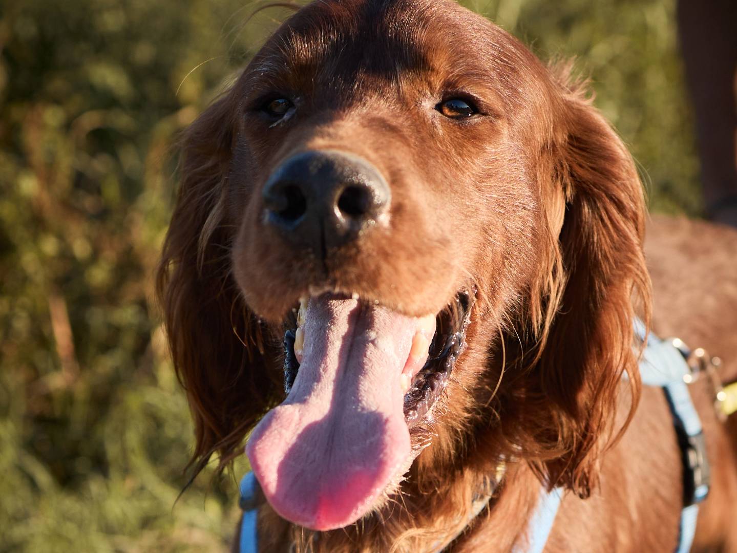 Adotta un cane, maschio, 3 anni e 7 mesi, Milano