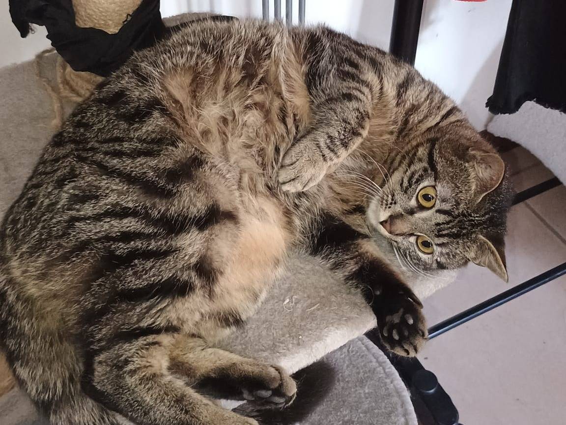 Adotta un gatto, taglia non valida, femmina, Teramo