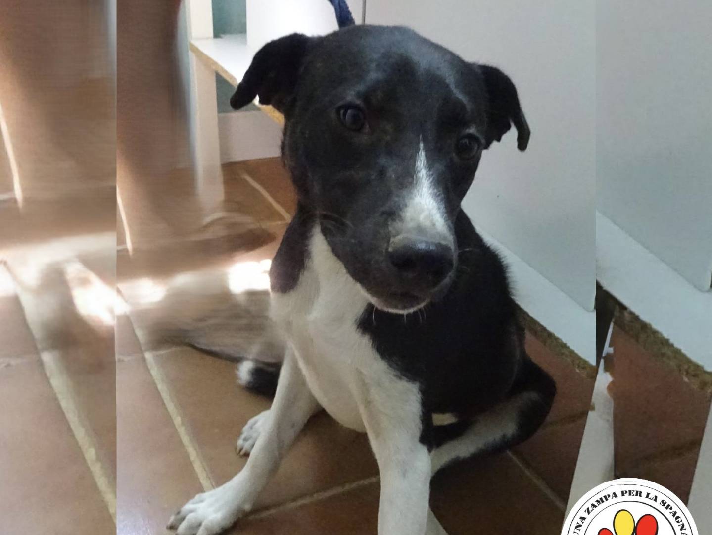Adozione cane, maschio, Razza sconosciuta Razza sconosciuta, 11 mesi, taglia media contenuta, Milano