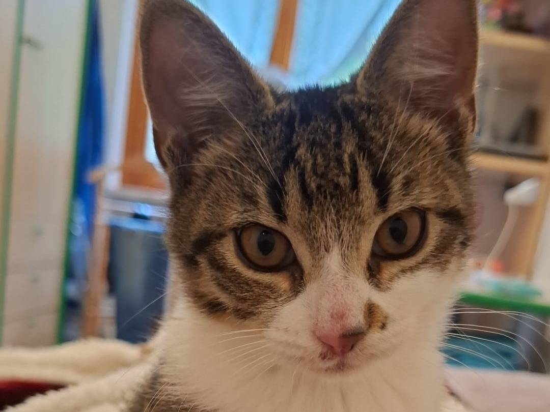 Adozione gatto, maschio, Razza sconosciuta Razza sconosciuta, 3 mesi, taglia non valida, Teramo