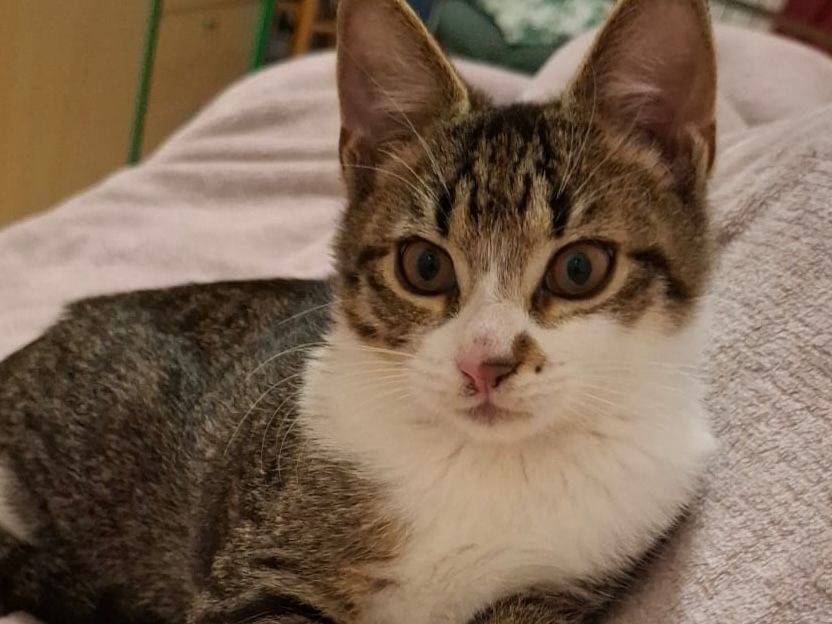Adotta un gatto, maschio, 3 mesi, Teramo