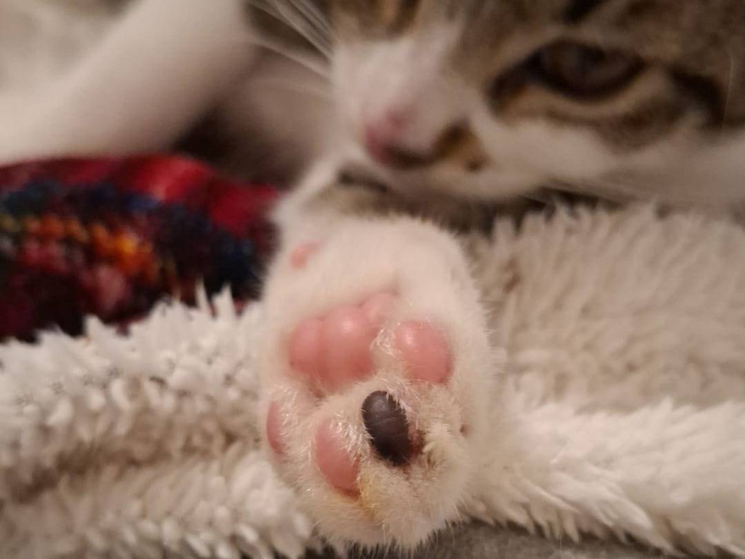 Adotta un gatto, taglia non valida, maschio, Teramo